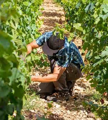 taille de la vigne