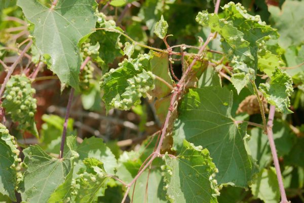 La protection du vignoble