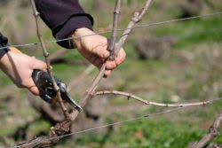 Taille douce de formation et de fructification de la vigne