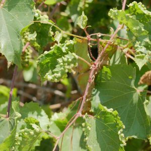 Reconnaissance des maladies et ravageurs sur la vigne