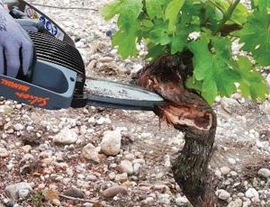 Maladie du bois et de la souche en viticulture
