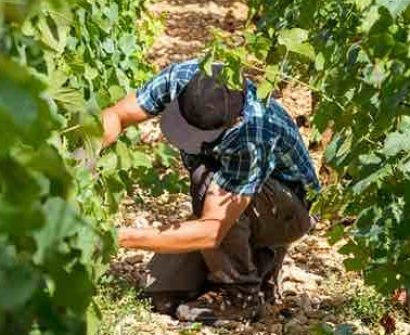 taille de la vigne